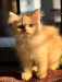 PURE PERSIAN SEMI ADULT MALE AND FEMALE